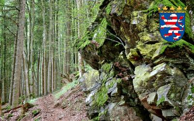Wald mit hessischem Landeswappen Wald mit hessischem Landeswappen