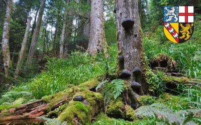 forst saarland forst saarland