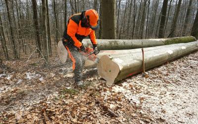 Landesforst Landesforst