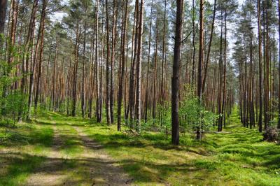 Wald Wald