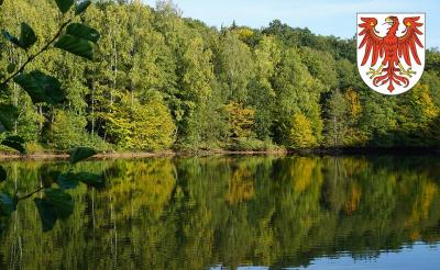 Wald mit Teich im Vordergrund. Wald mit Teich im Vordergrund.
