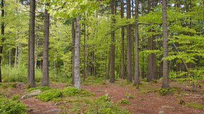 Wald in Bayern Wald in Bayern