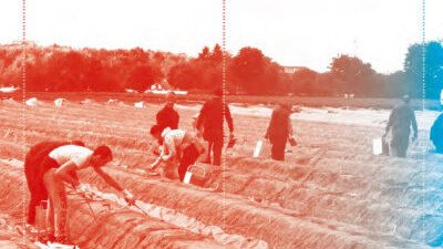 Erntehelfer auf einem Spargelfeld