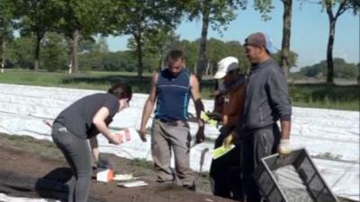 Berater und Erntehelfer stehen vor einem Spargelfeld