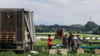 Erntehelfer beim Verladen von Gemüse