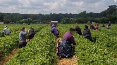Erntehelfer*innen auf einem Feld bei der Arbeit