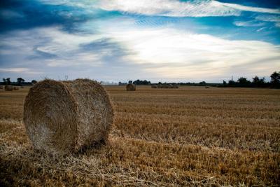 Leeres Feld mit Heuballen Leeres Feld mit Heuballen