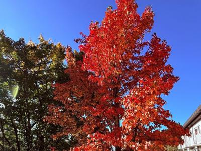 Baum mit Herbstlaub Baum mit Herbstlaub