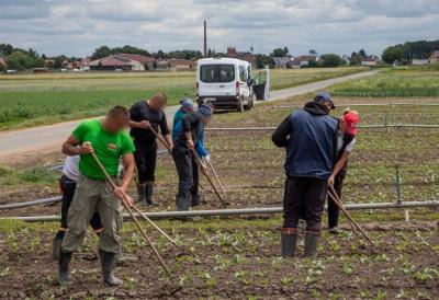 Saisonarbeitskräfte bei der Feldarbeit