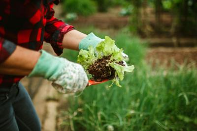 Hände in Arbeitshandschuhen halten eine Pflanze und Gartenwerkzeug