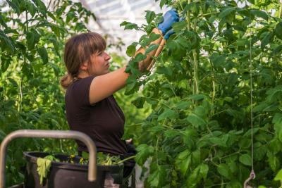 Gärtnerin arbeitet in einem Gewächshaus Gärtnerin arbeitet in einem Gewächshaus