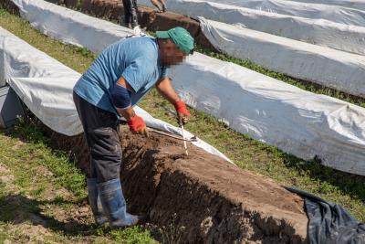 Erntehelfer mit verpixeltem Gesicht auf dem Spargelfeld