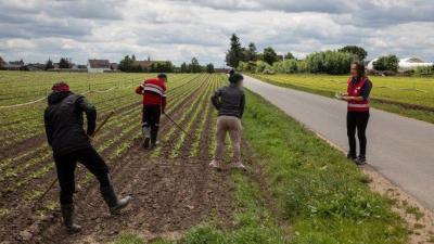Erntehelfer*innen arbeiten auf einem Feld Erntehelfer*innen arbeiten auf einem Feld