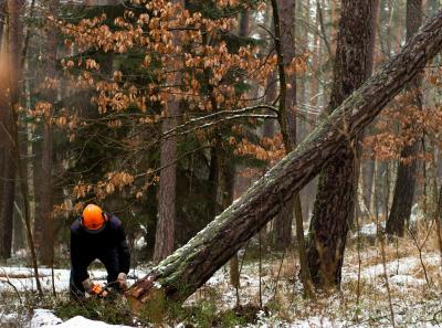 Ein Forstarbeiter fällt einen Baum mit einer Motorsäge Ein Forstarbeiter fällt einen Baum mit einer Motorsäge