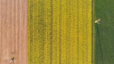 Rapsfeld von oben Rapsfeld von oben