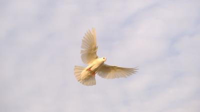 Weiße Taube vor offenem Himmel Weiße Taube vor offenem Himmel