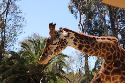 Giraffe Giraffe
