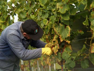 Mann bei der Weinernte Mann bei der Weinernte