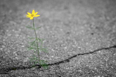 Gelbe Blume bricht sich durch Asphalt Gelbe Blume bricht sich durch Asphalt