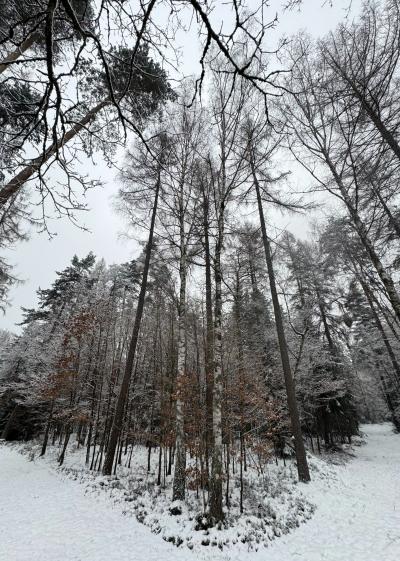 Verschneiter Wald