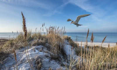 Düne auf Sylt Düne auf Sylt